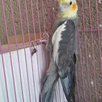 عروس هلندی|پرنده|سبزوار, رباط|دیوار