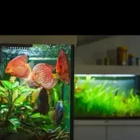 قبول واگذاری ماهی و لوازم آکواریوم و گیاه و...