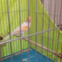 ماده قناری موزاییکی آماده آماده|پرنده|رامهرمز, |دیوار