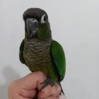 گرینچیک جوان ماده