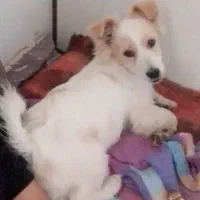 پامرین روباهی پاکوتاه