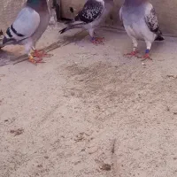پرنده  پلاکی