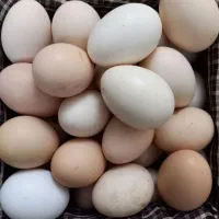 تخم مرغ محلی اصل تازه
