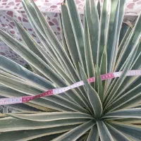 گل بزرگ|گل و گیاه طبیعی|برازجان, |دیوار