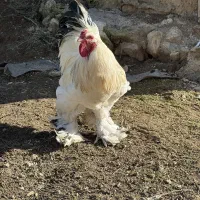 مرغ و خروس برهما|حیوانات مزرعه|گرگان, |دیوار