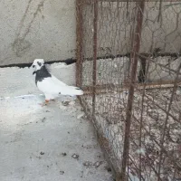 طوقی سیاه ماده