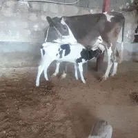 گاوگوساله  سیمینتال