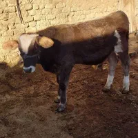 گوساله نر بران