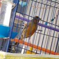 قناری دارچینی