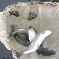 ماهی قزل رنگین کمان فرانسوی به صورت عمده