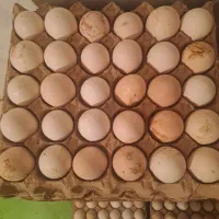 تخم مرغ محلی|خوردنی و آشامیدنی|ارومیه, |دیوار