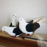 کبوتر دوکت سیاه