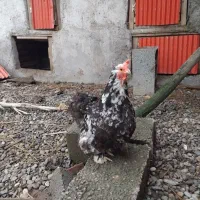 مرغ و خروس کوشین