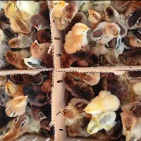 پخش ماکیان اردک جوجه رنگی    محلی گوشتی|حیوانات مزرعه|زاهدان, |دیوار