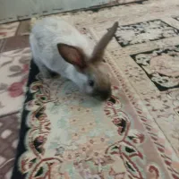 خرگوش