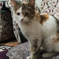 گربه ناز خونگی|گربه|ارومیه, |دیوار