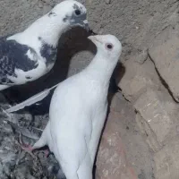 کبوتر کفتر|پرنده|سیب و سوران, |دیوار