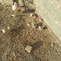 جوجه مرغ محلی