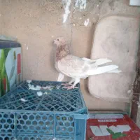 کفتر قزوینی|پرنده|هشتگرد, فاز ۳ مهستان|دیوار