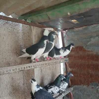 کفتر پرشی|پرنده|قزوین, |دیوار