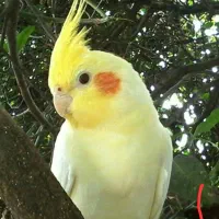 عروس هلندی فرار کرده