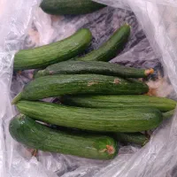 خیار خیار شوری درجه یک نوبر