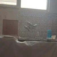 عروس هلندی مولد نژاد خاص