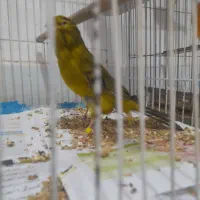 قناری نر  سبز چمنی  رسمی بلند