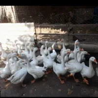 غوغاز|حیوانات مزرعه|گرگان, |دیوار