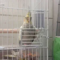 جوجه 6ماه عروس