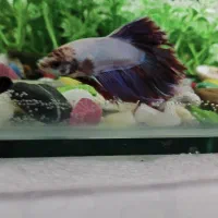 ماهی فایتر نر و ماده