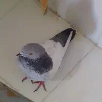 کله سبز پرشی گرو دورگه