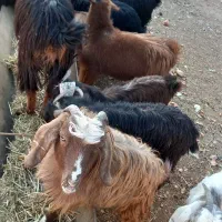 ۱۹ عد بزغاله ویک عدد بز جمع ۲۰ عدد