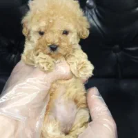 تاینی توی ماده