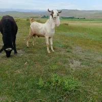 بز نر