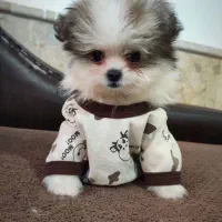 واگذاری سگ پامرانین پاندایی خرسی.|سگ|مشهد, الهیه|دیوار