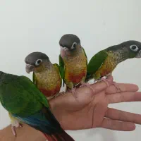 گرینچیک تازه دونخور