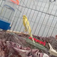 فروش قناری