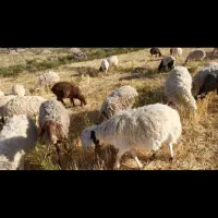 بره ماده چاق
