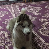 واگذاری توله هاسکی مالاموت|سگ|اصفهان, باغ زرشک|دیوار