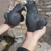 یه جفت کفتر زاغ‌کلاغ‌ خطری|پرنده|زرند, |دیوار