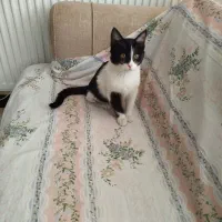 واگذاری گربه