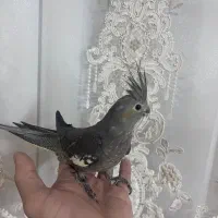 عروس هلندی|پرنده|اردبیل, |دیوار