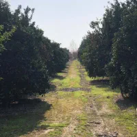 فروش دو هکتار و نیم باغ ۲۰ ساله