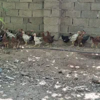 نیمچه مرغ و خروس