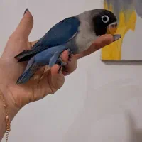 جوجه کوتوله سخنگو خوشمزه های دوس داشتنی کوچولو