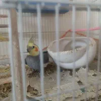 دو عروس هلندی نر|پرنده|مشهد, کوه سنگی|دیوار