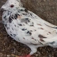 جفت سار کاکلی