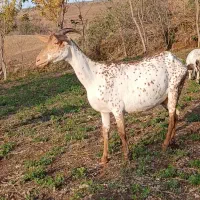 خالص اصیل|حیوانات مزرعه|ساری, |دیوار