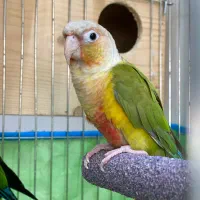 فروش پرنده جفت گرین چیک|پرنده|آمل, |دیوار